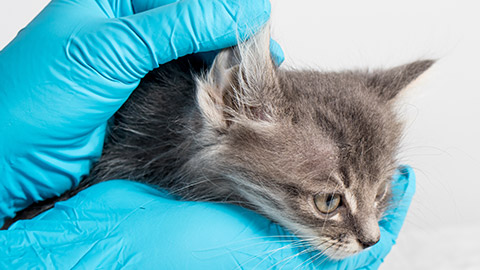 A vet checking the ears of a kitten