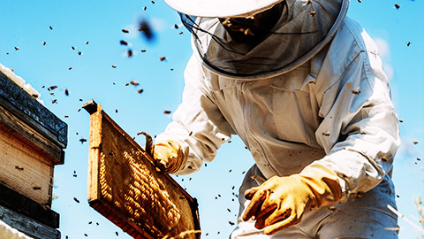 honeybees swarming a care taker