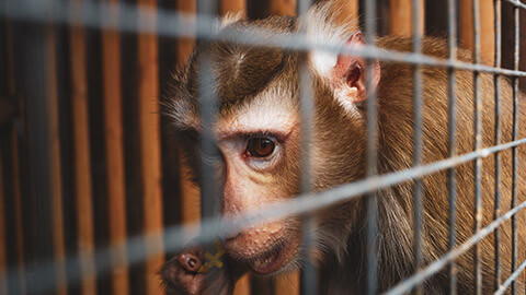 A close view of a monkey in a cage