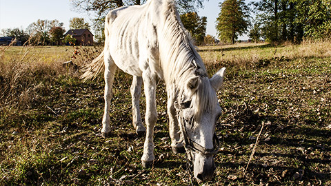 A very thin and sad horse