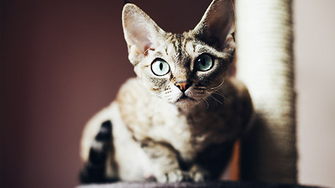 A devon rex cat named Ramona