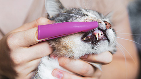 A close shot of an owner brushing cat teeth