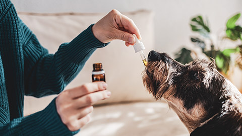 An owner giving liquid medication to a pet dog