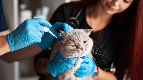 A person restrains a cat while a vet administers ear drops