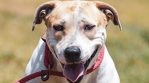 A dog wearing a slip collar