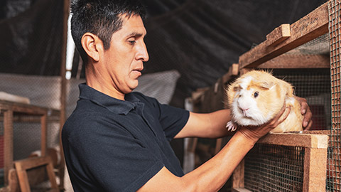 A person taking a guinea pig out of a cage