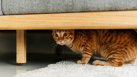 A frightened cat hiding under a couch