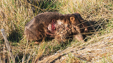 A flea-infested wombat