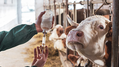 A vet preparing to vaccinate a cow