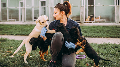 A worker at an animal shelter with dogs