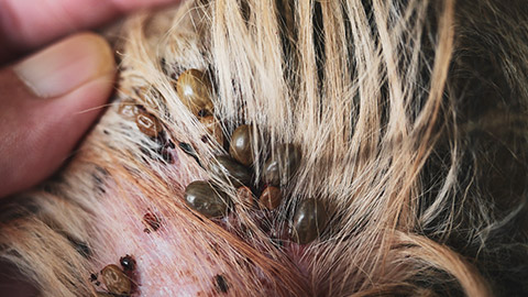 A close view of an tick-infested animal