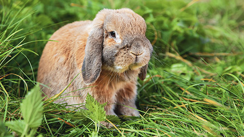 A rabbit standing on some grass