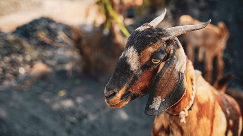 A close view of a goat with attitude