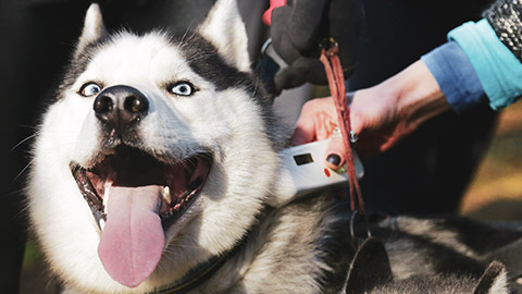 A husky getting it's microchip checked