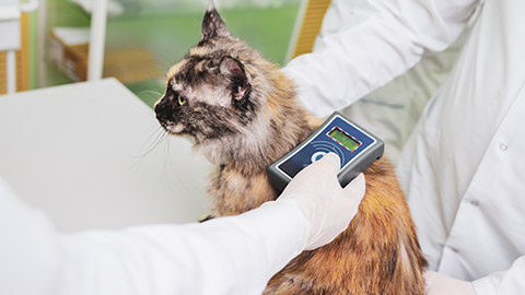 A cat getting it's microchip checked