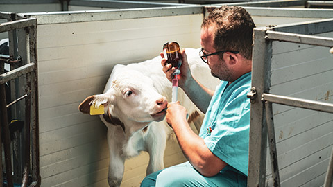 A vet caring for a calf on a farm