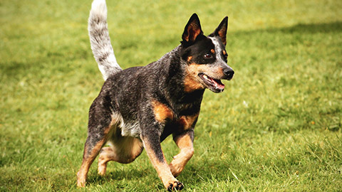 An australian cattle dog