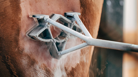 Cattle being branded