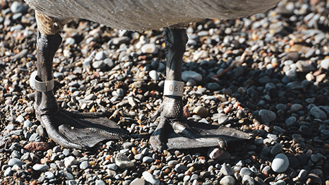 A close view of a band on the leg of a bird