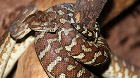 A close view of a python on a branch