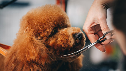 A close view of a pet groomer grooming a dog