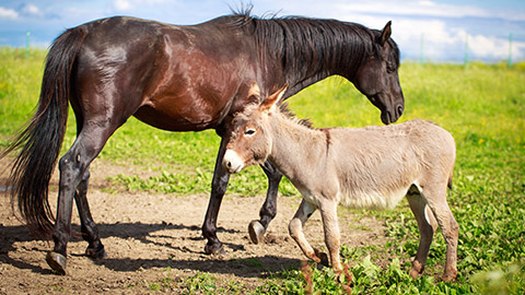 A horse and donkey