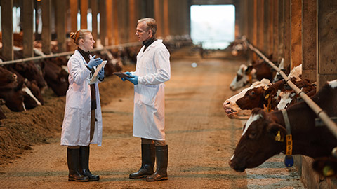 Two animal care workers discussing information in a large barn with many bovines in the background