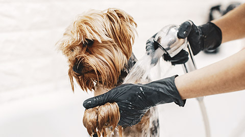 A close view of a small dog getting a bath