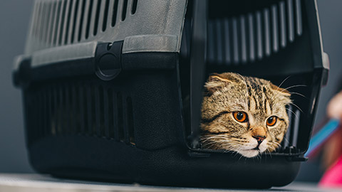 A cat in a carrier at a vet clinic