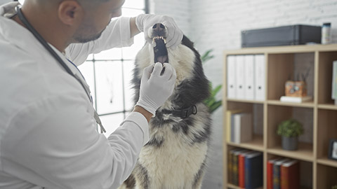 A young hispanic man in a clinic examines the teeth of a husky, showcasing vet care indoors.