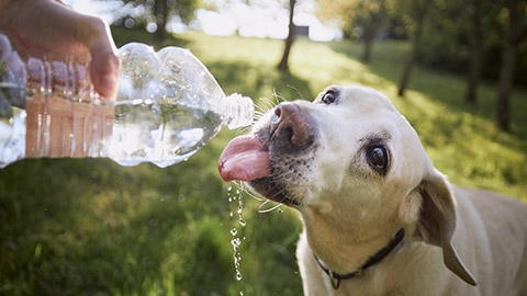 Dog drinking water from plastic bottle