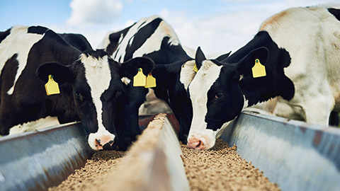 Cows eating, farming and cattle on a dairy farm for agriculture, growth and food production