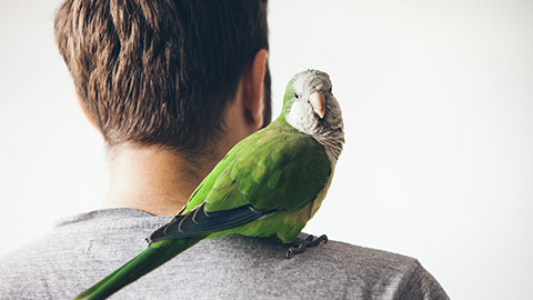 Monk parakeet is looking at camera with curiosity expression