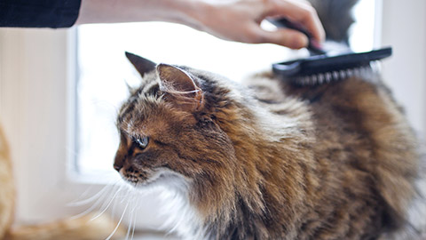 Woman combing her grey cat on the windowsill.