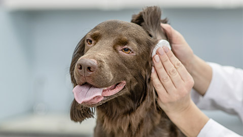 Vet cleaning dogs ear at vet clinic