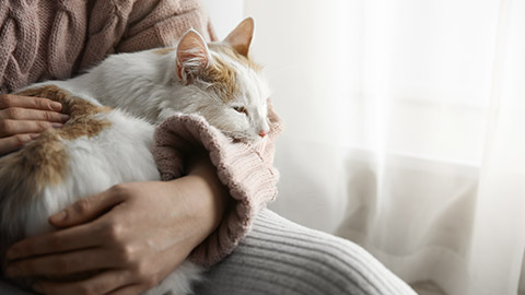 Woman with cute fluffy cat indoors, closeup