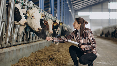 Young woman farmer looking after cows at cowshed