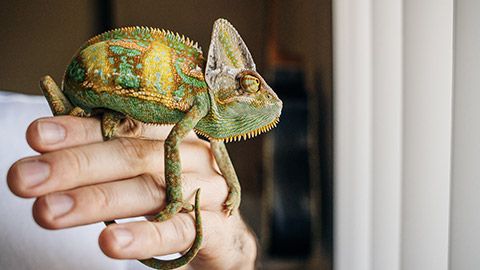 Chameleon close up. Multicolor Beautiful Chameleon closeup reptile with colorful bright skin on the hand.