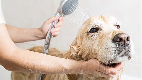 Relaxing bath foam to a Golden Retriever dog