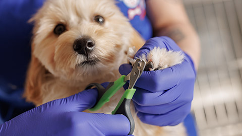 Veterinarian trims nails of domestic dogs in the clinic, animal care