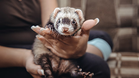 Close up Portrait of Ferret sitting on girl's hand and looking forward
Close up Portrait of Ferret sitting on girl's hand and looking forward