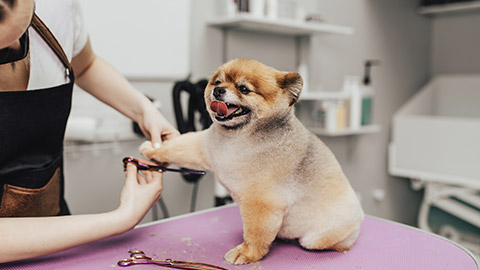 Professional groomer cutting Pomeranian dog's fur with scissors at grooming salon.