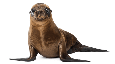 An inquisitive seal isolated on white background