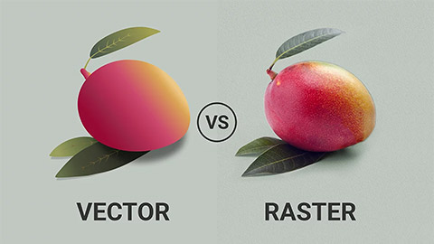 2 images of a mango- 1 in a vector format and 1 in a raster format