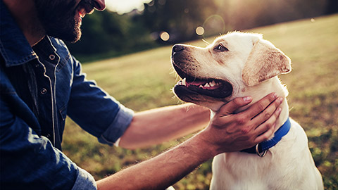 a person and their dog