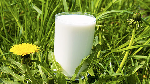 An image of a glass of milk sitting in some long grass?!