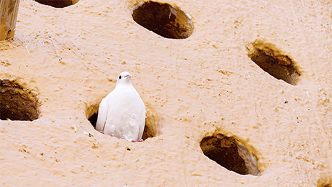 A pigeon, exiting one of many pigeon holes