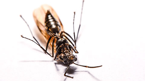 A close up of a dead wasp, lying on its back