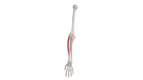 3d rendered medically accurate muscle illustration of the extensor carpi radialis longus