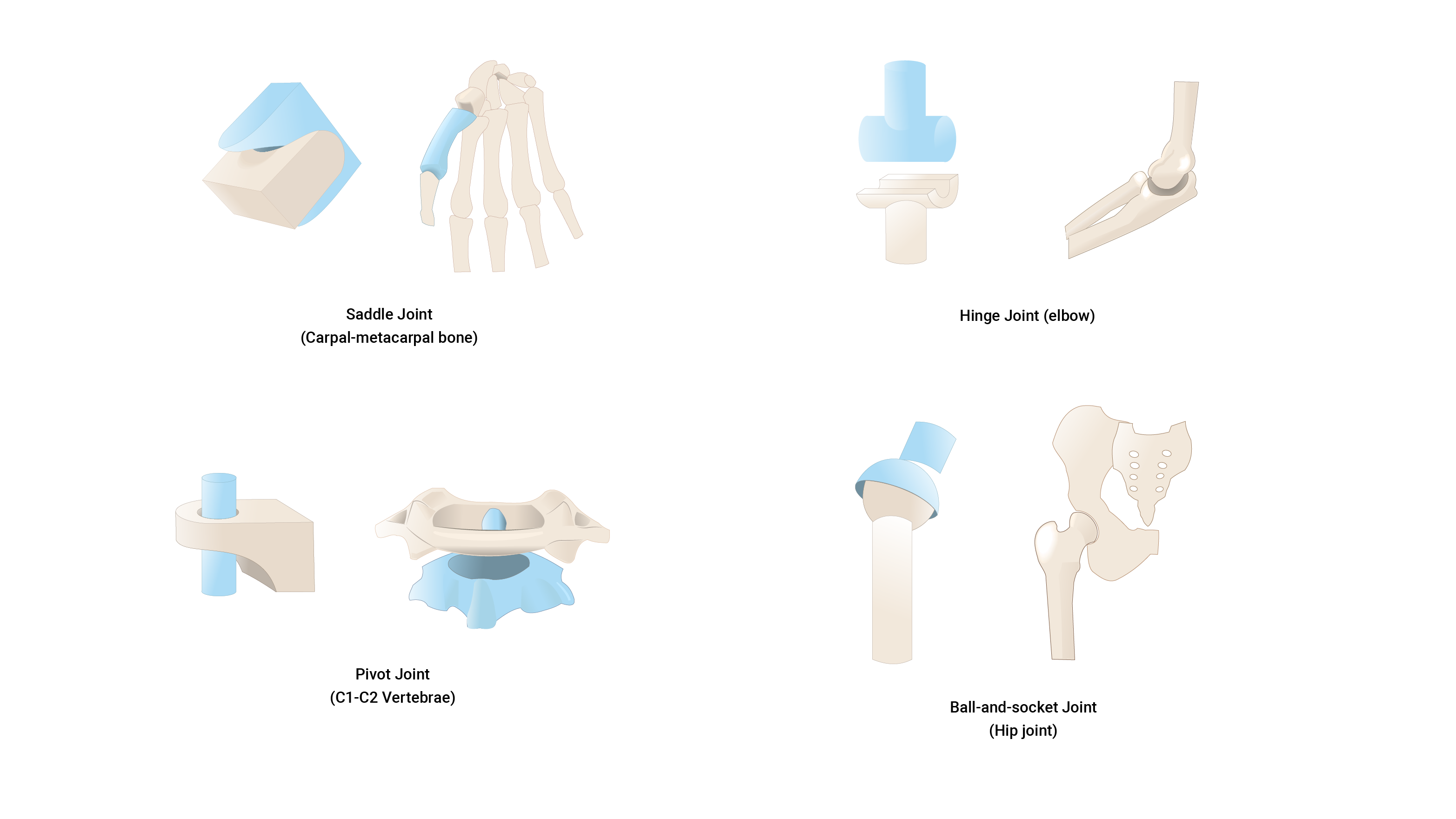 4 human joint types